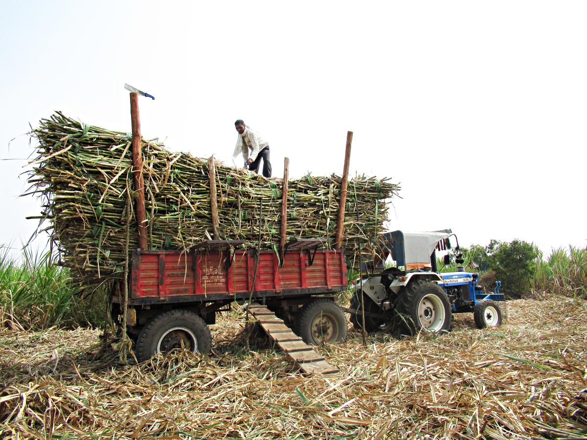 A truck loaded with sugar cane.