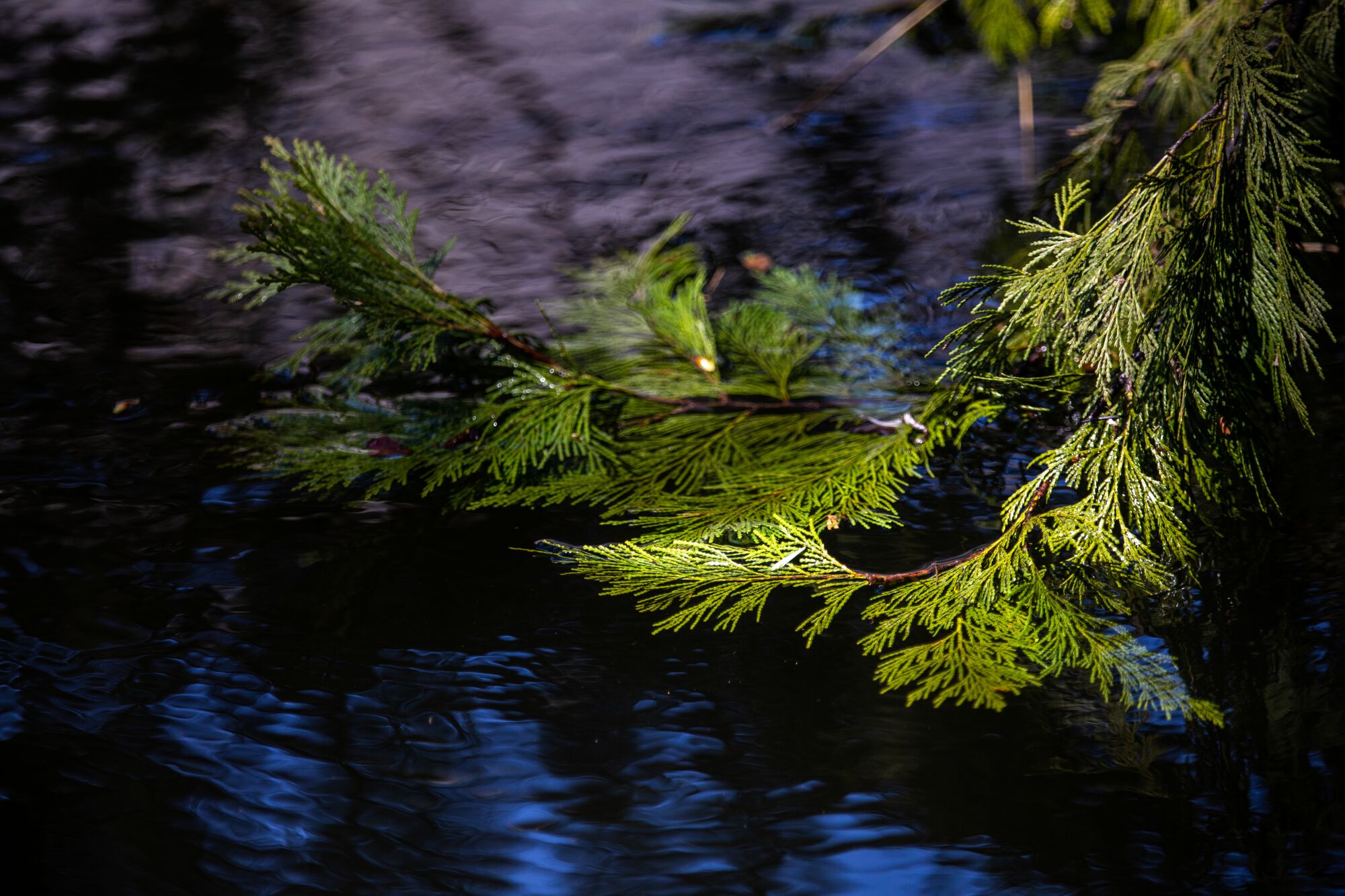 Pine needles above the rising Merced River.