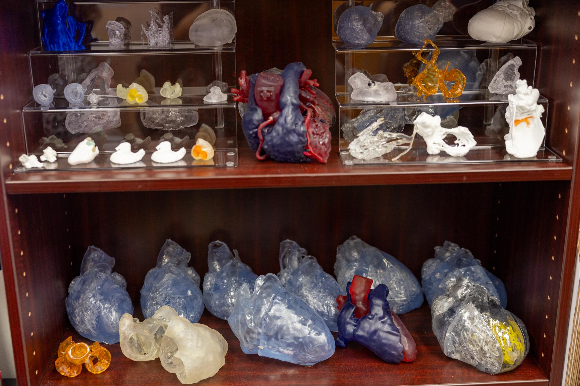 Model hearts in different forms and views line a bookshelf at UCLA.