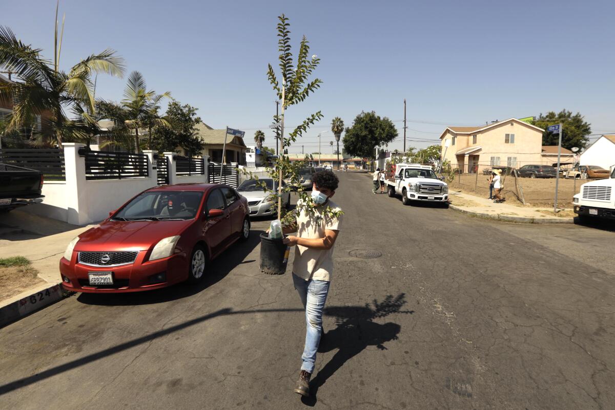 Eduardo Armenta walks with a small tree in his hands on 113th Street in Watts.