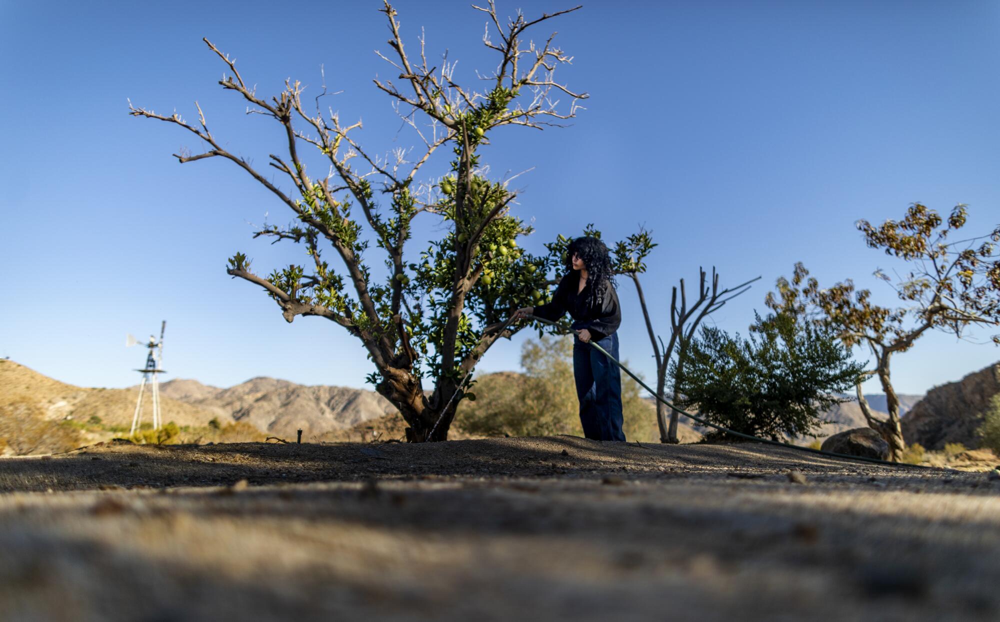 Evanice Holz waters an orange tree she brought back to life on the property near her home in Morongo Valley.