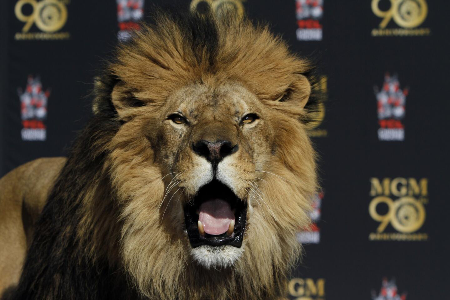 For nearly 90 years, Leo the roaring lion has roared at the start of all MGM films. On Wednesday, he visited the TCL Chinese Theatre in Hollywood to celebrate MGM's 90th anniversary.