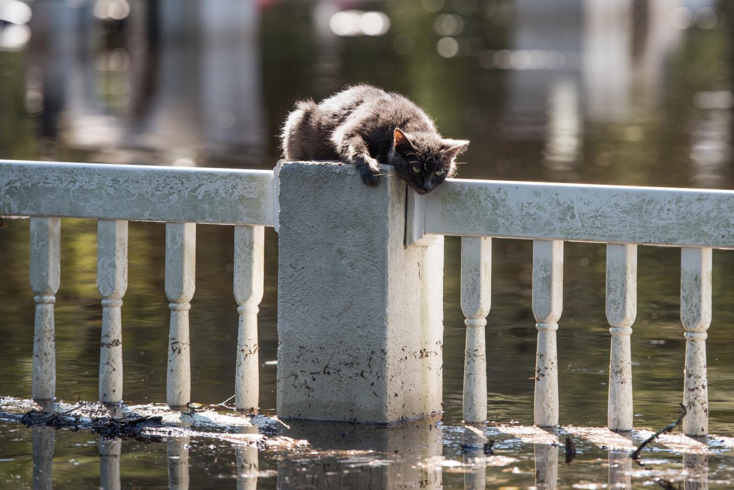 A cat is stranded on a fence due to floodwaters from the Lumber River on Oct. 11, 2016, in Fair Bluff, North Carolina.