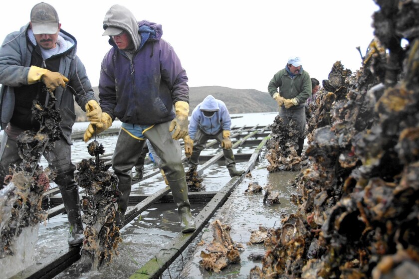 Farmers with Drake's Bay Oyster Co. pull in "strings" of oysters from a rack in Drake's Estero at Point Reyes National Seashore.