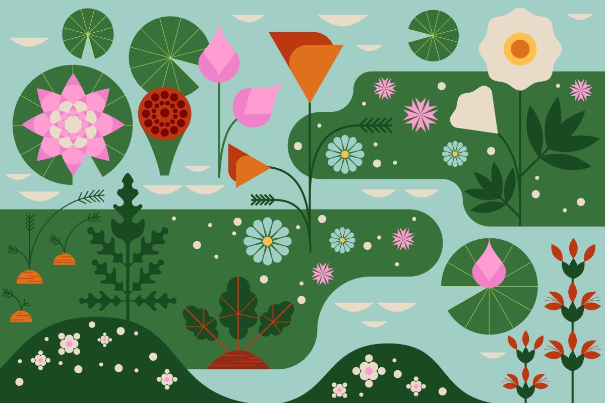 An illustration of water lilies and California native flowers blooming between puddles of water.