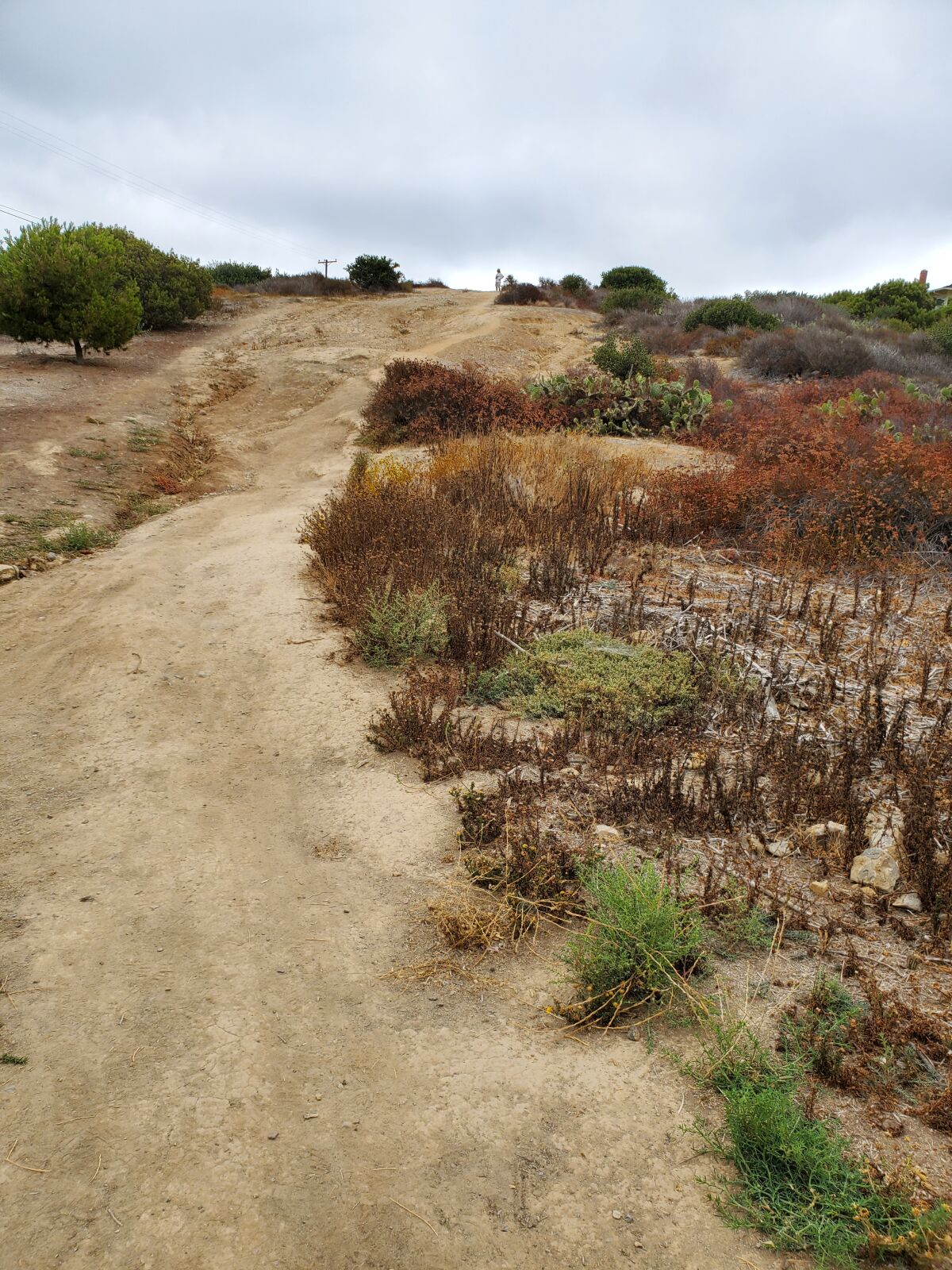 A hillside next to La Jolla's Fay Avenue Bike Path.