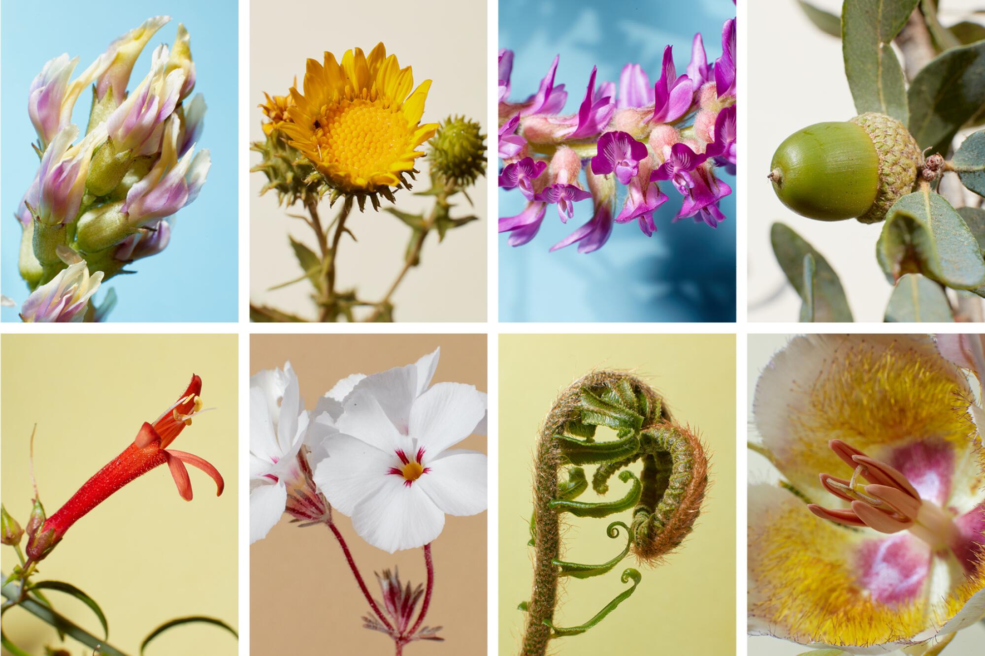 A grid of eight professionally photographed closeup portraits of flowers and plants.