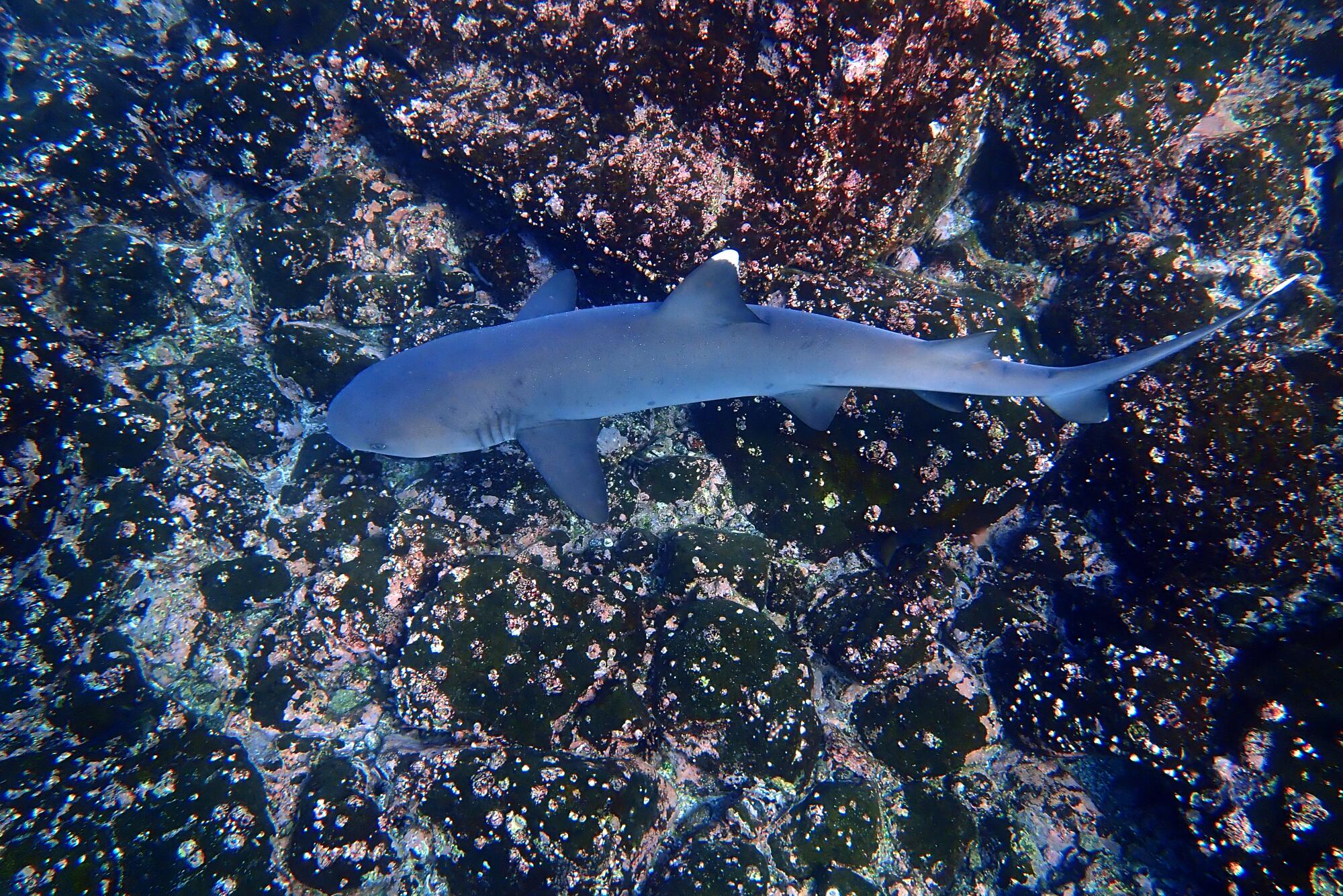 A white-tipped reef shark in the waters off North Seymour Island in the Galapagos.