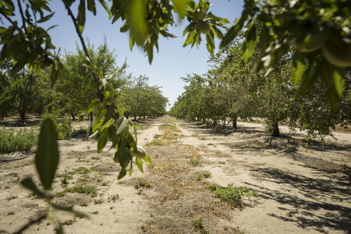 An almond orchard