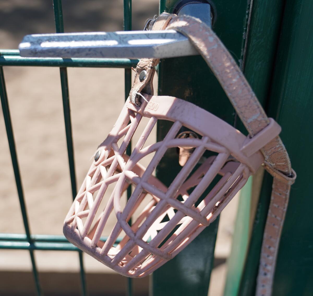 A muzzle hangs from a door handle of a dog enclosure.