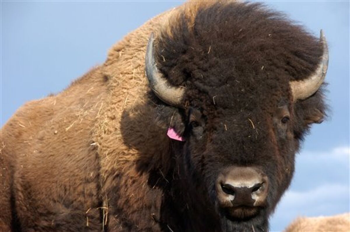 Senators seek to name bison 'national mammal' - The San Diego Union-Tribune