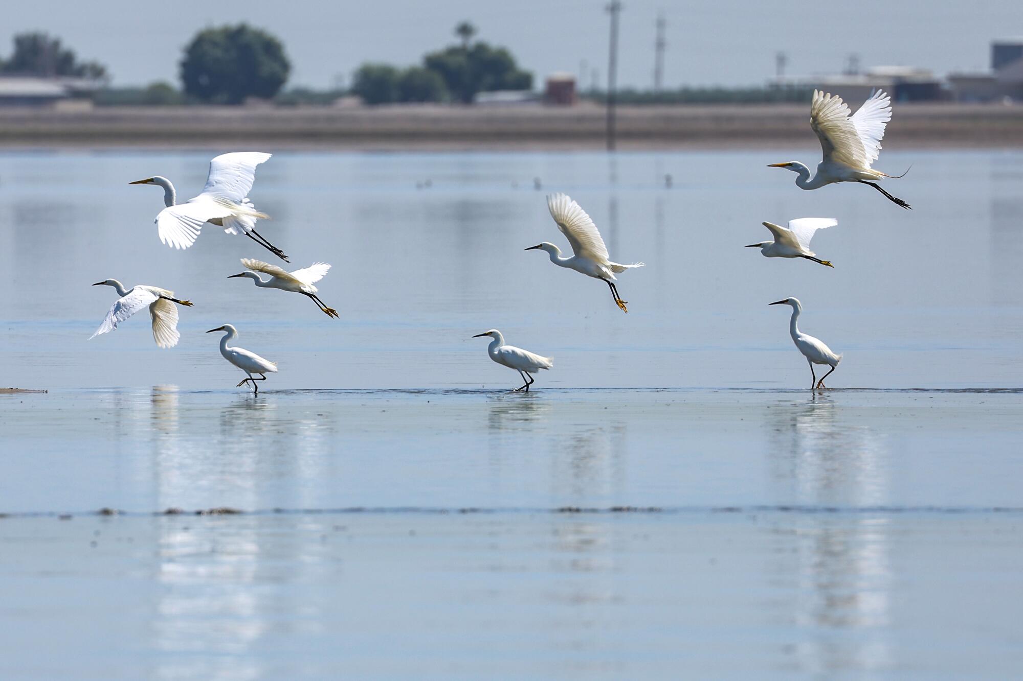 Egrets take flight from Tulare Lake.