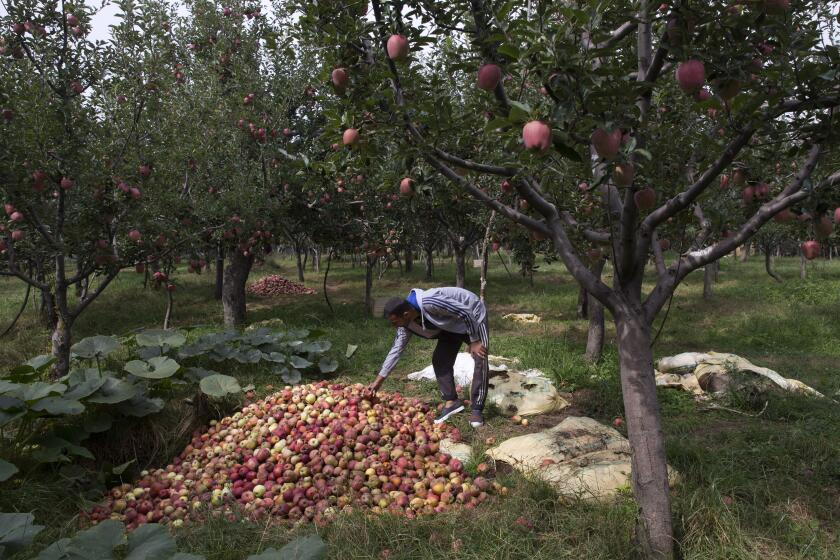 India Kashmir Apple Economy