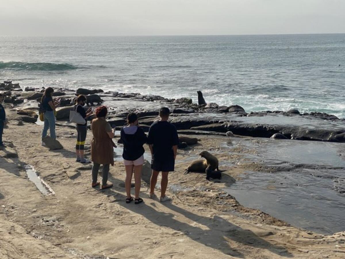 La Jolla Town Council coastal forum airs concerns about sea lions, bluffs  and Gliderport - La Jolla Light