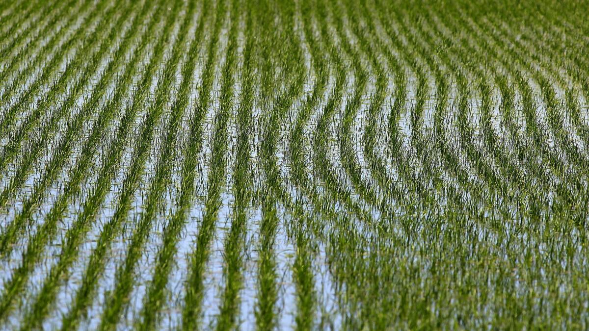 Rice grows in a watery field near the city of Williams in the Sacramento Valley. Flooded soils produce methane, and rice cultivation represents about 10% of human-caused emissions.