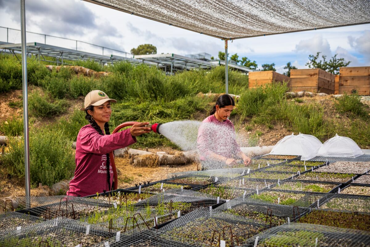 Julia Samaniego, watering, and Jose Campos, check for weeds in seed flats under a canopy at a nursery.