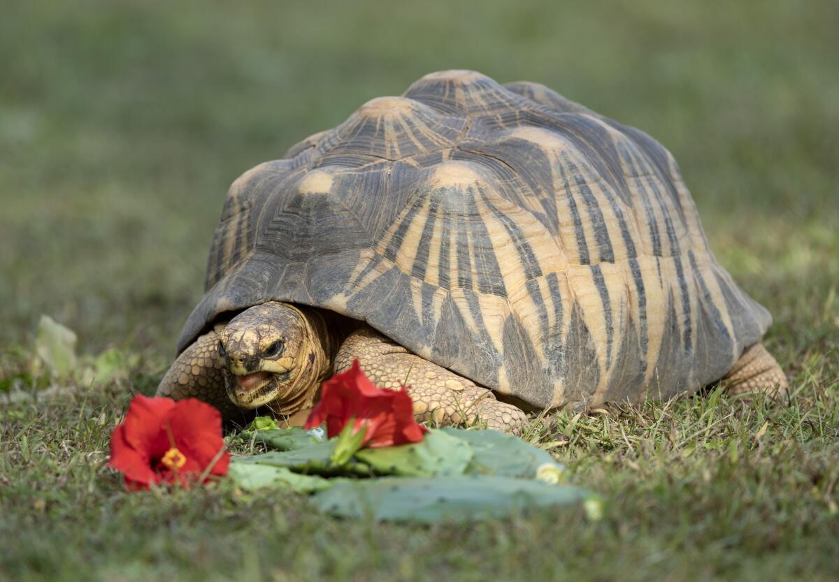 A tortoise with flowers and cactus