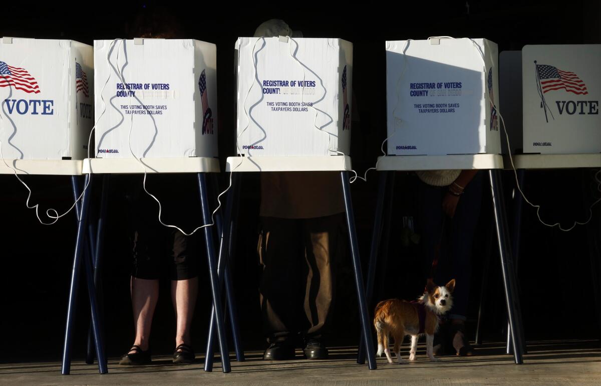 People stand in voting booths while a small dog waits for its owner to vote.