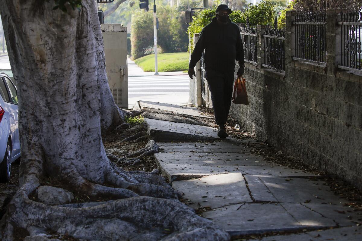 A person walks on a drastically uneven sidewalk next to a large tree