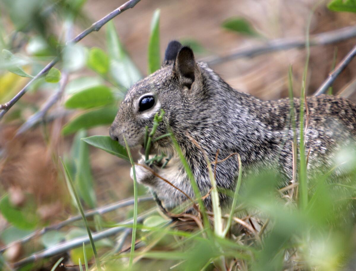 Got squirrels? You can get rid of them, if you're OK with rodenticide