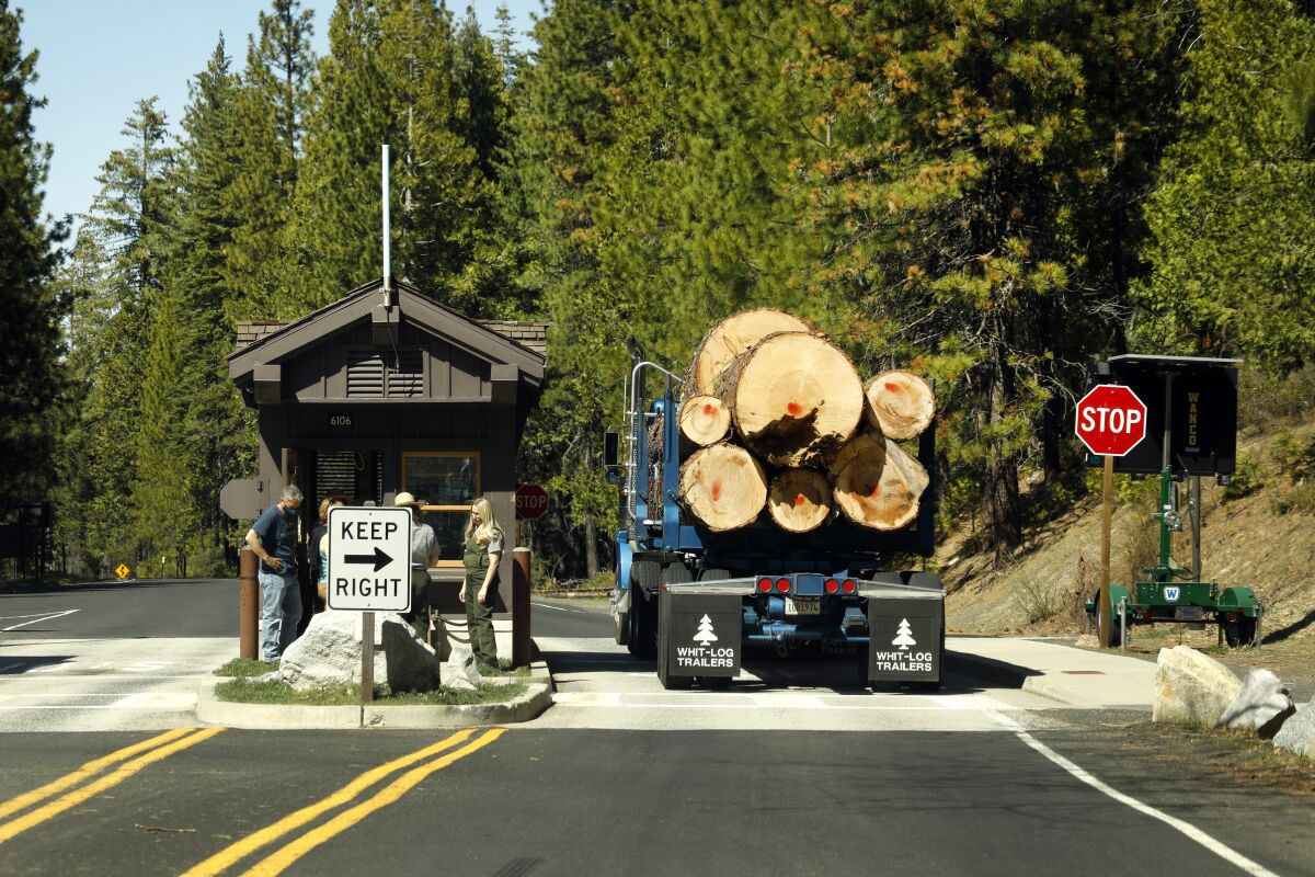 Cut trees are trucked out from Yosemite National Park in April 2021.