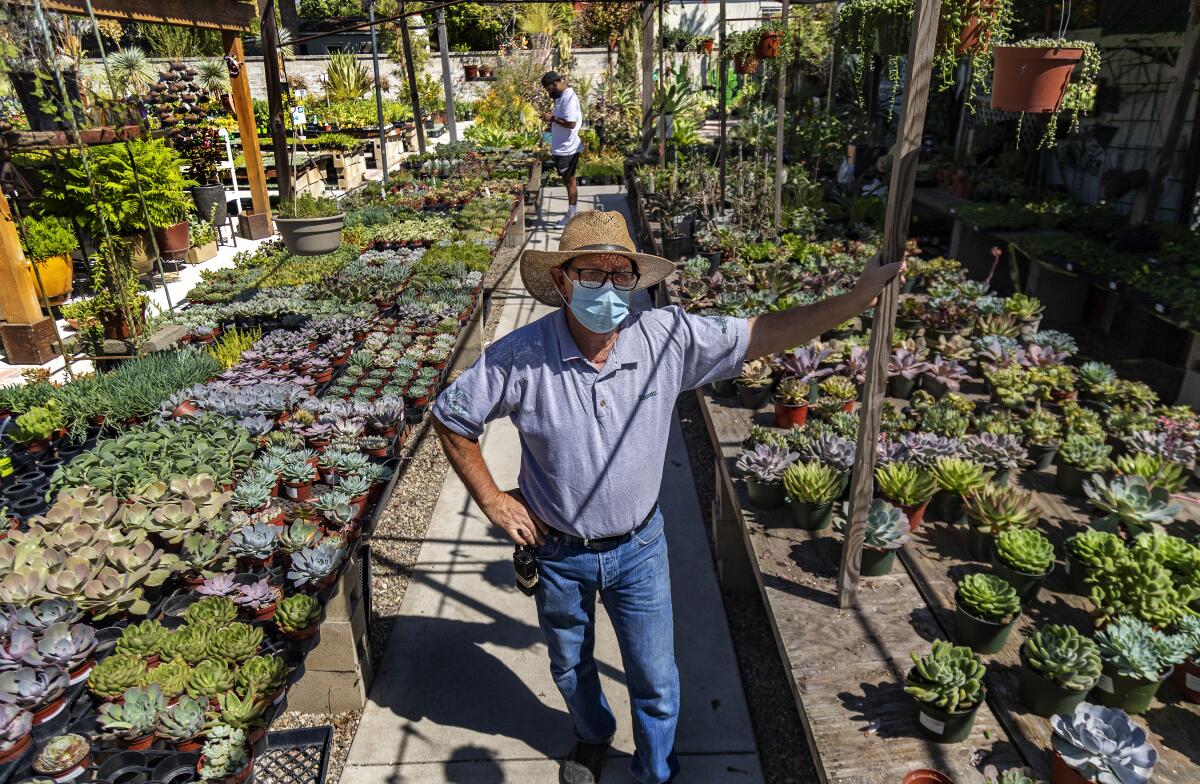 A man in denim, a straw hat and a face mask stands amid rows of succulents at a nursery.