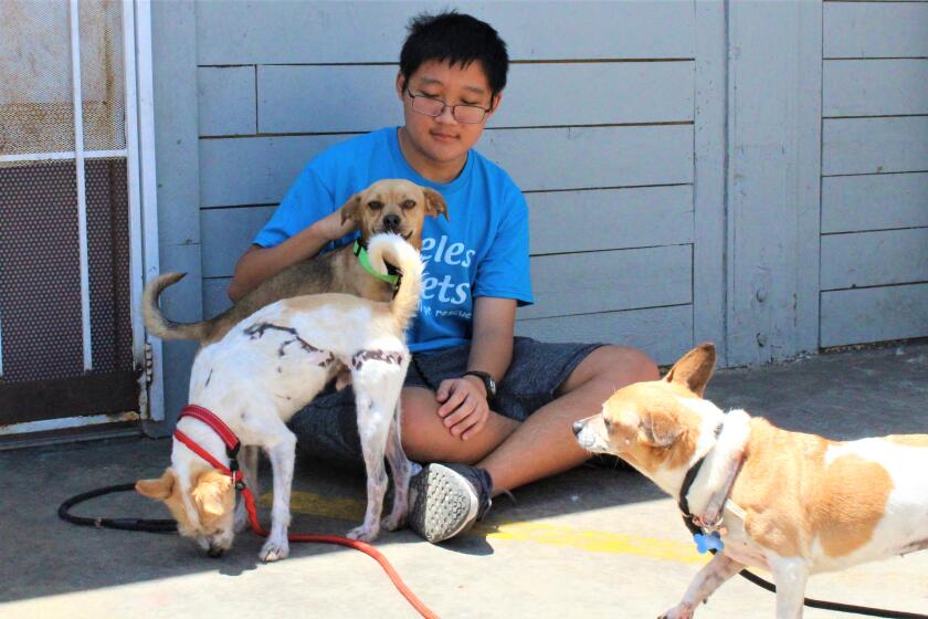 A Priceless Pets volunteer spends some social time with sheltered dogs in an undated photo.