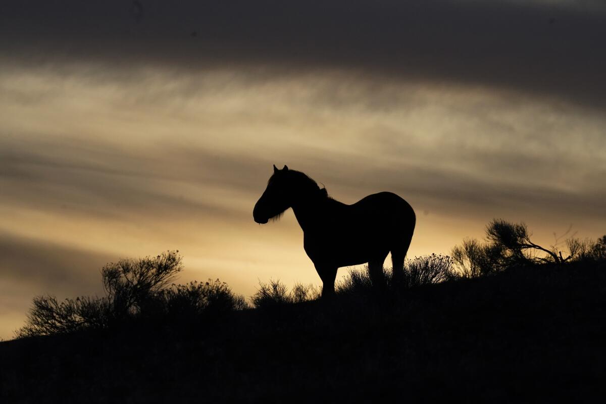 A wild horse on a hillside in silhouette