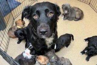 Mission Viejo, California-Aug. 9, 2024-After 10 newborn puppies were thrown out of a vehicle and abandoned in the bushes, the Mission Viejo Animal Services Center is reminding residents that when faced with relinquishing pets, the center has options. (City of Mission Viejo)