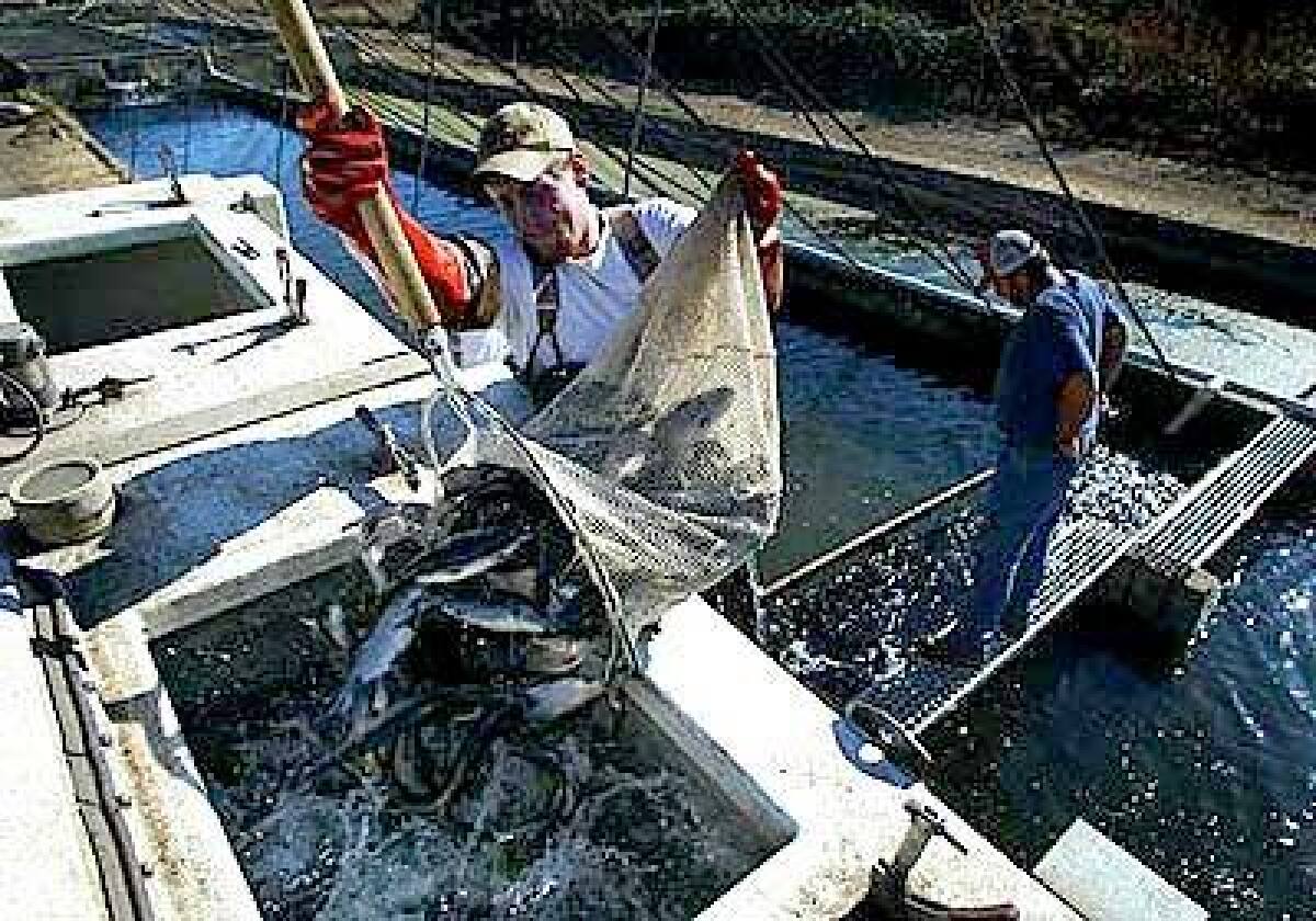 Clint Mackey loads fish raised in a hatchery in Red Bluff, Calif. Critics blame stocking for damage to native trout populations.