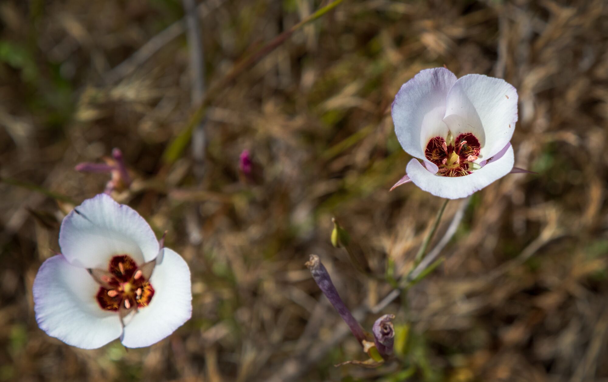 Closeup of a Catalina Mariposa Lily or Castilleja exserta, a native plant.