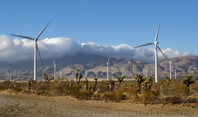 Joshua trees dot the landscape against a backdrop of wind turbines.