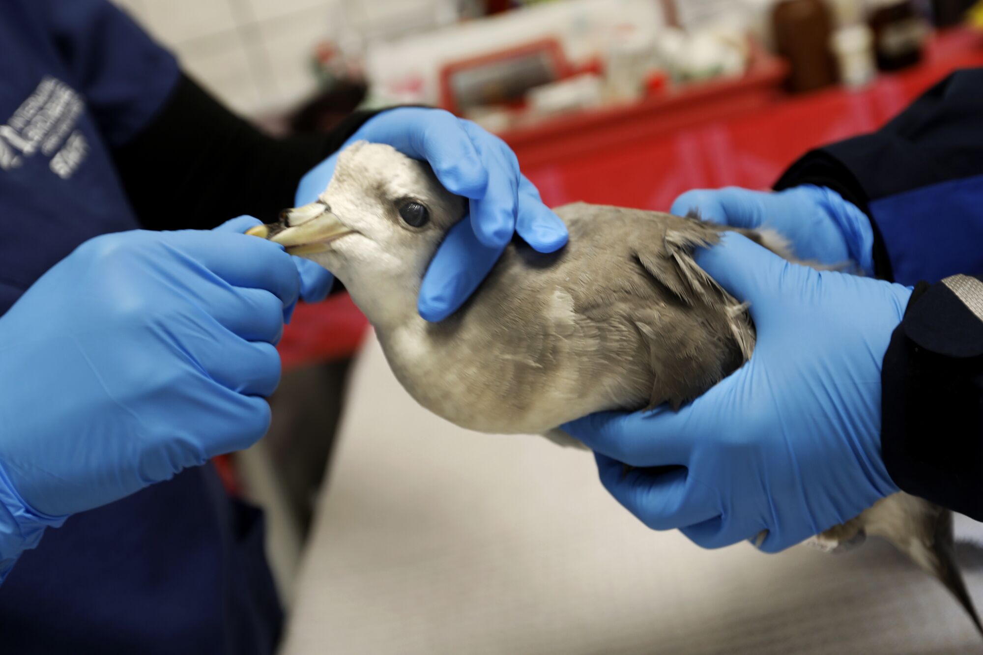 Two wildlife rescuers holding a sick fulmar check its vitals.