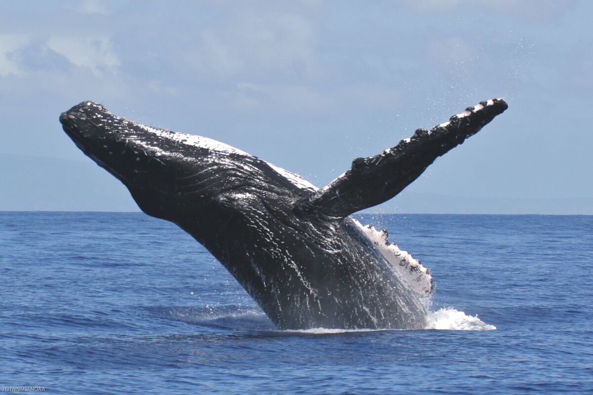 The Hawaiian islands are a natural marine sanctuary where humpbacks come to breed between November and May.