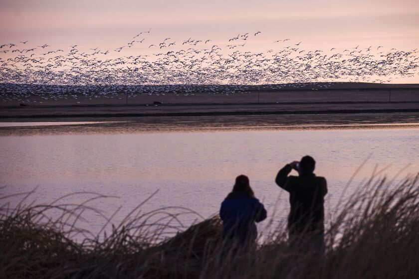 Una pareja observa a miles de gansos blancos que vuelan sobre el lago Freezeout cerca de Fairfield (Montana) el 4 de marzo del 2017. Un nuevo atlas online permite seguir paso a paso los desplazamientos de las aves migratorias americanas. (Thom Bridge/Independent Record vía AP, File)/