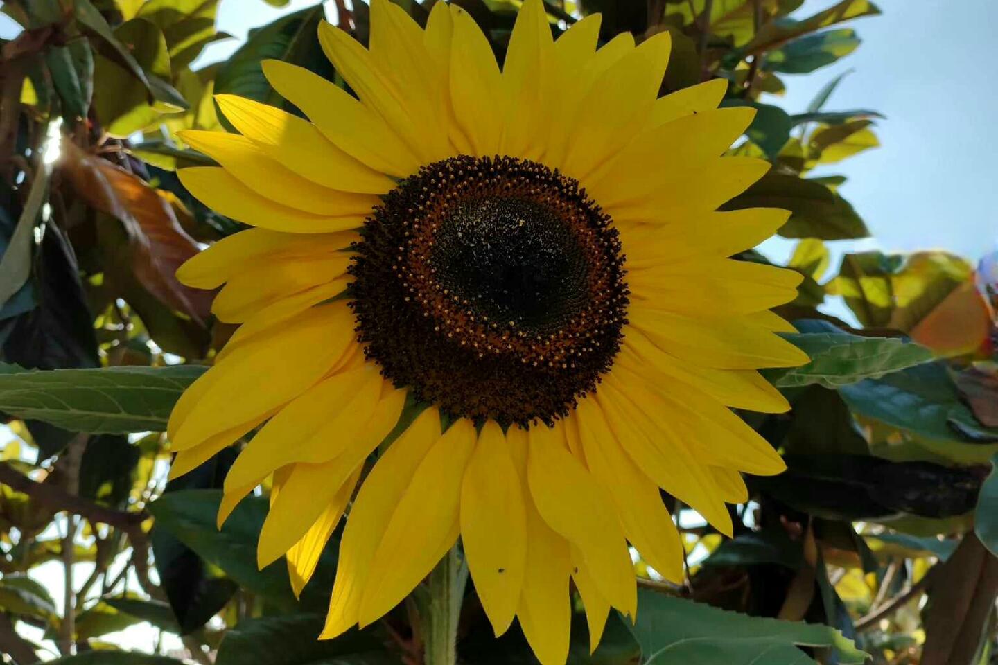 Ashley Bush sunflower Windansea.jpg