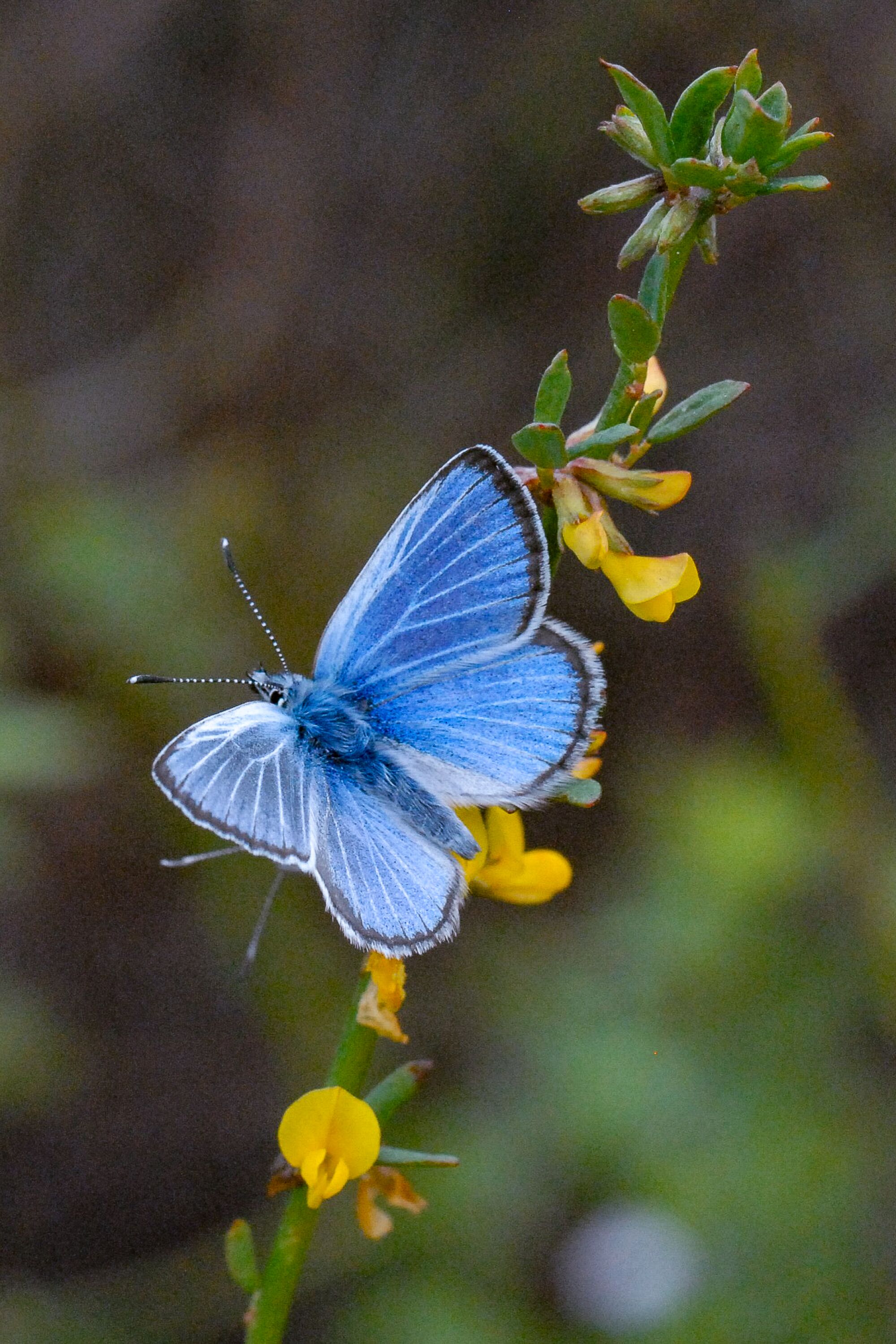 A blue butterfly on a branch of yellow flowers