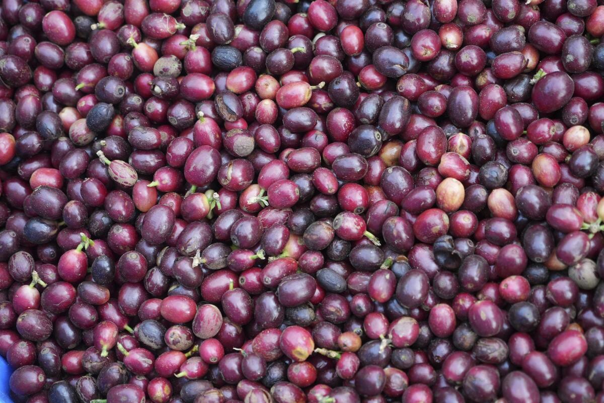 Coffee beans are seen in basket after being picked at a coffee farm in Dak Lak province, Vietnam, on Feb. 1, 2024. New European Union rules aimed at stopping deforestation are reordering supply chains. An expert said that there are going to be "winners and losers" since these rules require companies to provide detailed evidence showing that the coffee isn't linked to land where forests had been cleared. (AP Photo/Hau Dinh)