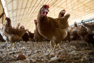 NUEVO, CA - NOVEMBER 9, 2017: Chickens, known as Rhode Island Reds, roam freely and also have access to the outdoors at one of the many hen houses at the MCM Poultry facility on November 9, 2017 in Nuevo, California.(Gina Ferazzi / Los Angeles Times)