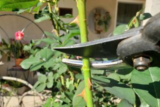 The pruning cut on a stem should be 1/4 inch above an outward-facing bud eye (the small swelling) to prompt outward growth.