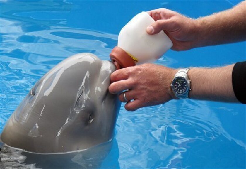 This photo taken July 4, 2012, at the Alaska SeaLife Center in Seward, Alaska, shows Dennis Christen of the Georgia Aquarium feed a bottle to a baby beluga calf being rehabilitated at the center. The whale was approximately two days old when it was found in Bristol Bay, Alaska, and separated from its mother. Staff from the Alaska SeaLife Center is receiving help with the whale's care from the Georgia Aquarium in Atlanta, Shedd Aquarium in ChiCago and SeaWord in San Diego. (AP Photo/Mark Thiessen)