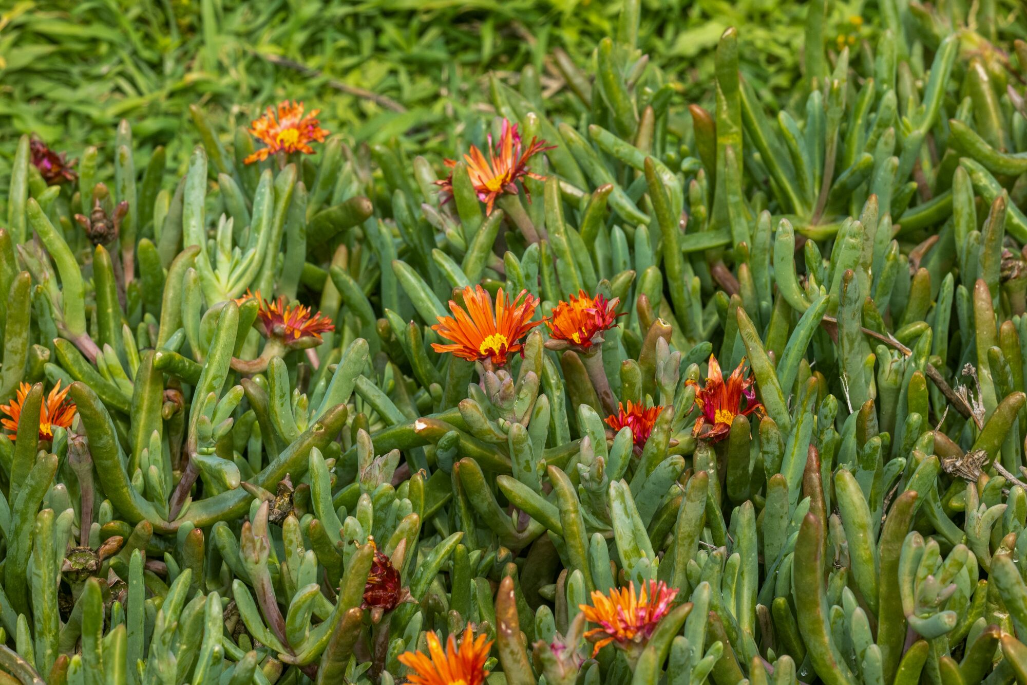 The invasive red-flowered iceplant.