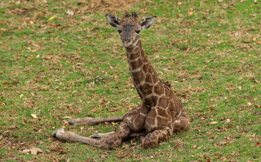 This giraffe calf was euthanized by caregivers a couple of days after its Jan. 17 birth at the San Diego Zoo Safari Park.