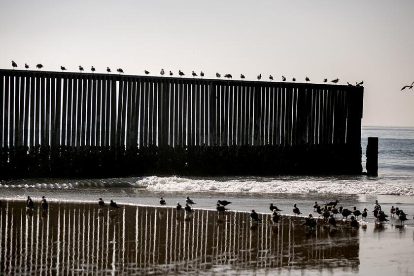 SAN DIEGO, CA, 20NOV2018 - Birds fly around the border fence prior to a press conference at Border Field State Park where Secretary of Homeland Security Kirstjen Nielsen discusses border security and the migrant caravan in San Diego, California. PHOTO/SAM HODGSON Staff photographer, San Diego Union-Tribune. ?2018