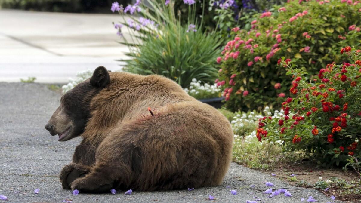 A homeless man escaped a run-in with a bear while sleeping in the foothills of the San Gabriel Mountains late Tuesday. In a 2018 photo, a bear is tranquilized in a La Verne neighborhood.
