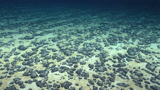 Polymetallic nodules scattered on the seafloor in 2019 drew prospectors for their cobalt, nickel, copper and manganese.