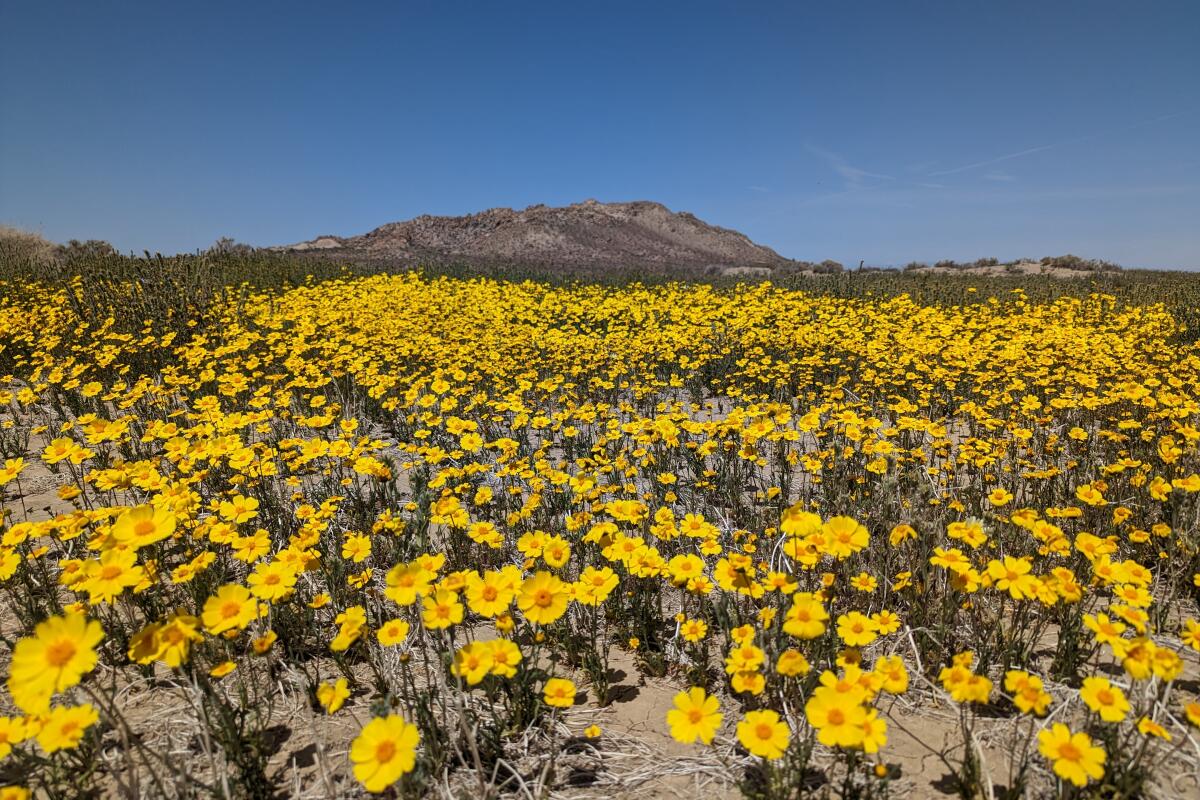 Saddleback Butte and Antelope Valley Indian Museum superbloom hike.