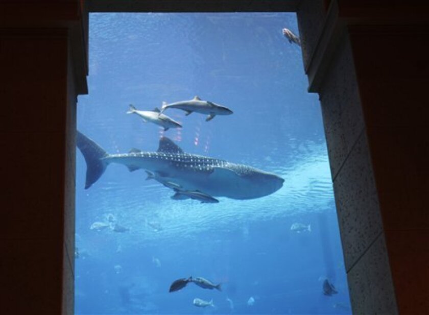 Dubai Hotel Releases Whale Shark Back Into Wild The San Diego