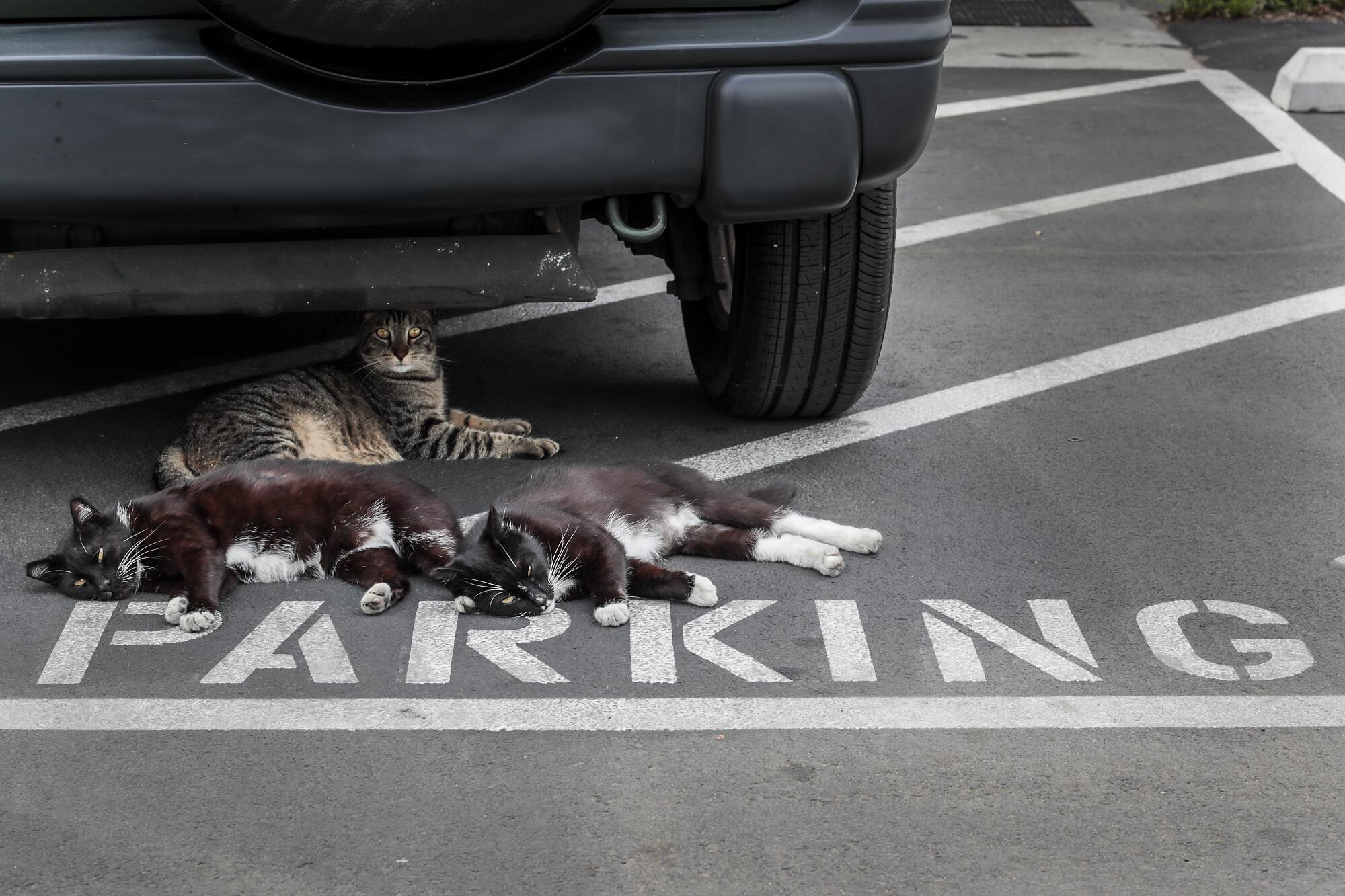Cats sprawl out under a car 