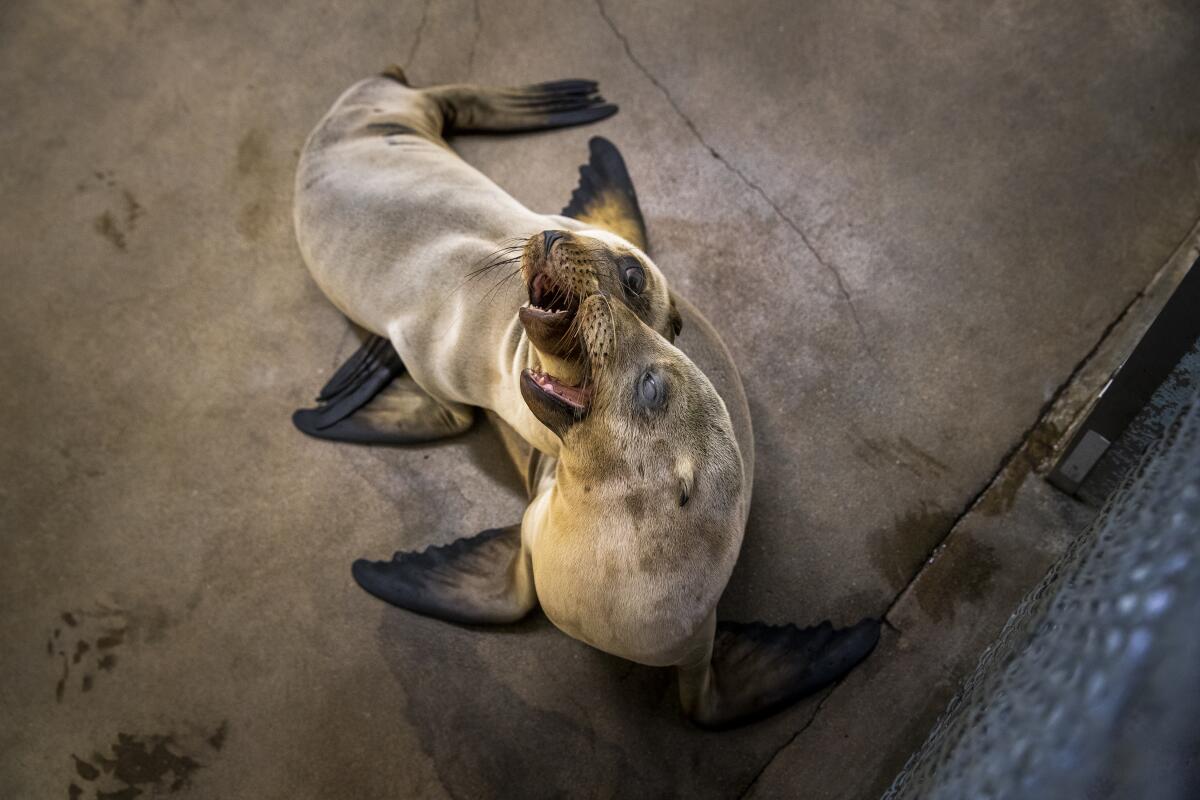 Pacific Marine Mammal Center in Laguna Beach